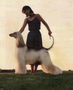 Thumbnail of Qazara's The Philanderer