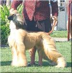 Thumbnail of Aries Carousel Angelica