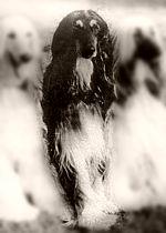 Thumbnail of Assyra el Banjas