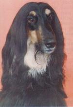 Thumbnail of Kontrapunkt Juridicus