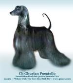 Thumbnail of Ghurian Pocatello