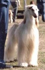 Thumbnail of Kaliphna's Main Event