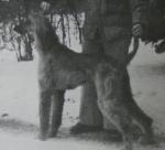 Thumbnail of Alharin Pearly Shells