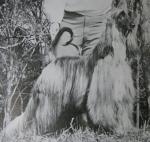 Thumbnail of Maja's Lady Tessura