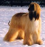 Thumbnail of Vechnost Izbrannitsa Ilada Chudo