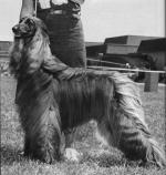 Thumbnail of Cavu's Wicca of Ghamal