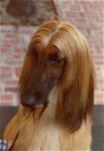 Thumbnail of In-Dhi's Titan