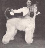 Thumbnail of Stumpy Acres Showgirl Danz