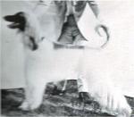 Thumbnail of Delphi Boreus