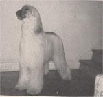 Thumbnail of Stumpy Acres Sun Dancer