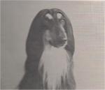 Thumbnail of Kophi's Mystic Sir Tashii