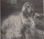 Thumbnail of Pahti's Hi Ho Silver of Blue Boy
