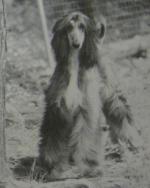 Thumbnail of Sanarr's Farah Springwind