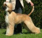 Thumbnail of Elsto Khariz Abracadabra