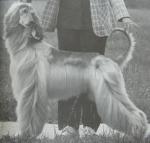 Thumbnail of Shirkden Revelation