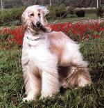 Thumbnail of Adonis Du Lob Nor