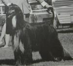 Thumbnail of Zorro's Intrepid