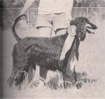 Thumbnail of Zorro's Get-Away