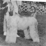 Thumbnail of Belden Blazeaway