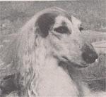 Thumbnail of Shangrila's Pharaoh Aksata