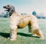 Thumbnail of Concert's Firebird