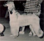 Thumbnail of Dureigh's Miss Dee Meanor