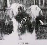 Thumbnail of Scharlau Delilah Of Kamara