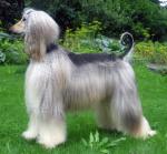 Thumbnail of Triumph-Show Amore Mia