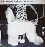 Thumbnail of Mahali Orinoco Montana