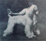 Thumbnail of Longlesson Electra