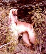 Thumbnail of Applause Charade