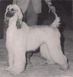 Thumbnail of Westwinds Sir Adam