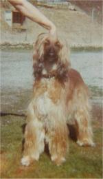 Thumbnail of Joeljohn's Lady Sophie