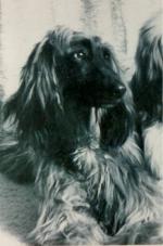 Thumbnail of Kamir's Grindella