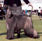 Thumbnail of Shante Qazara Feng Shui Kzar