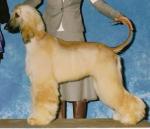 Thumbnail of Cynergy's Bella Luna Davina