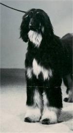 Thumbnail of Kings Royal Bendigo