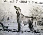 Thumbnail of Esfahan's Firebird of Karima