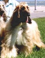 Thumbnail of Mahadi's Scorpio