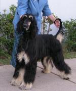 Thumbnail of Mahadi's Gucci Devil