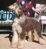 Thumbnail of Mahadi's Rudolph