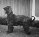 Thumbnail of Ben Ghazi Mandith Bagheera