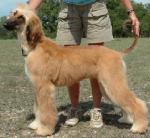 Thumbnail of Komar's Eris Krimson Skye