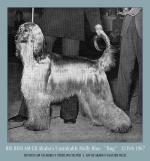 Thumbnail of Akaba's Unsinkable Molly Blue