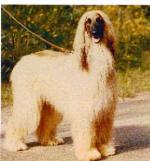 Thumbnail of Taji of Kedar