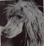 Thumbnail of Darwesjan's Bimbisara of the Golden River