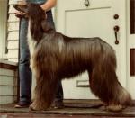 Thumbnail of Spectrums Headliner