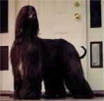 Thumbnail of Spectrums Gusto Of Elphinstone