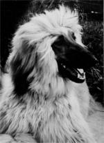 Thumbnail of Sesame's Mystic