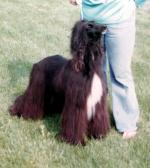 Thumbnail of Seven Veils Sassaphrass